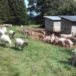 Moutons et cochons au Larmont, Pontarlier
